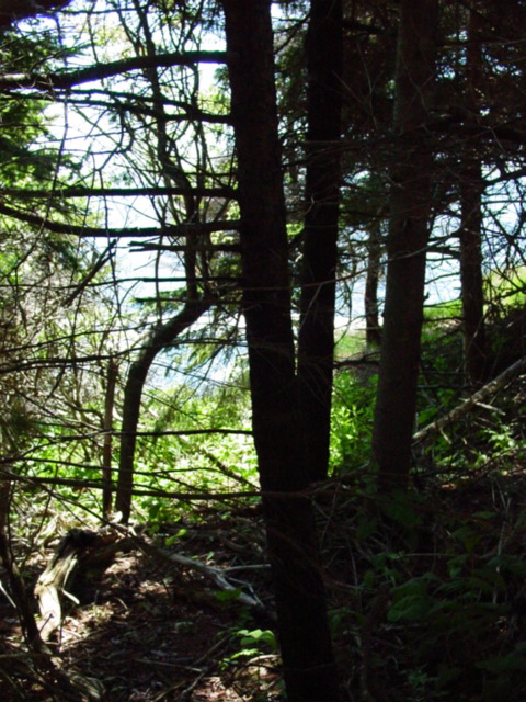 monhegan woods