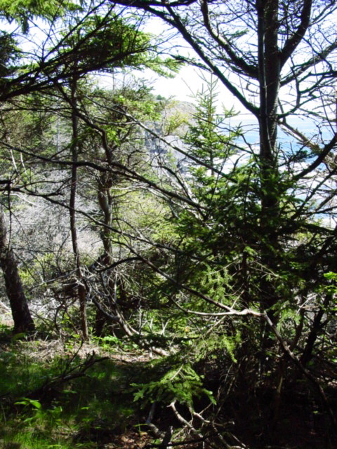 monhegan woods_1