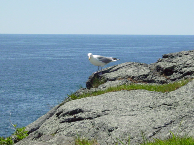 whitehead gull_1
