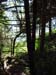 monhegan woods