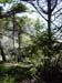 monhegan woods_1
