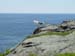 whitehead gull_1